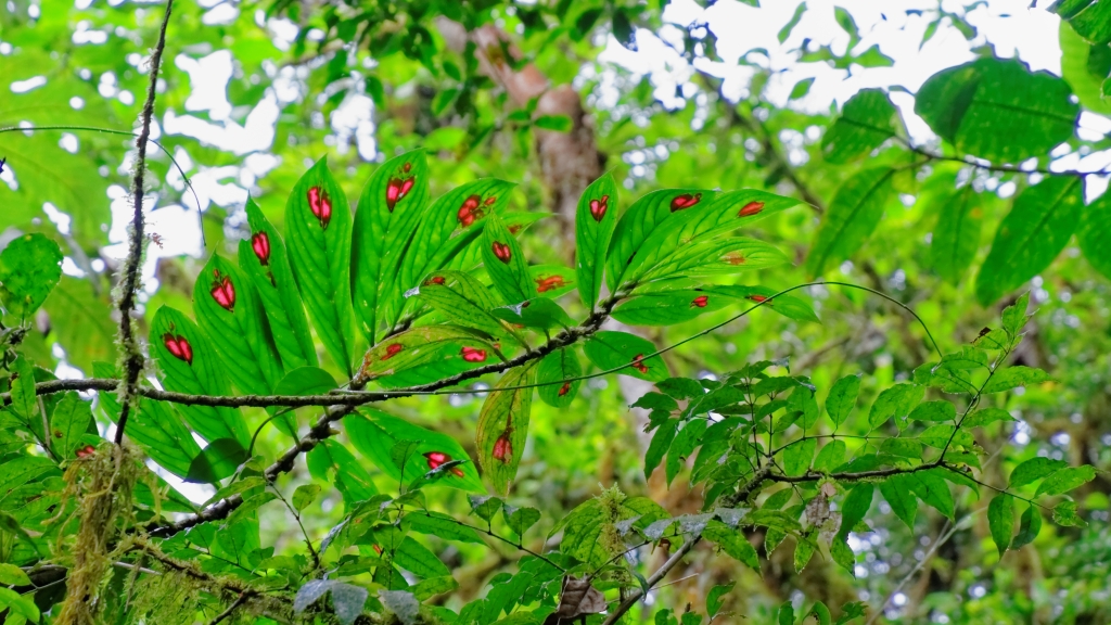 05 - Volan Tenorio NP (7).jpg